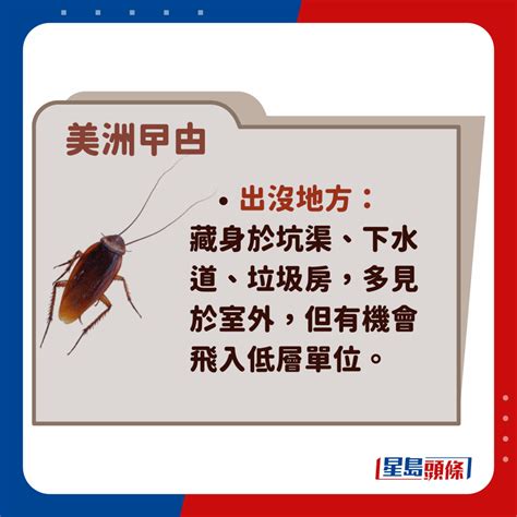 曱甴屎|曱甴品種｜解構香港3大常見蟑螂(德國/美洲/棕帶) 11招消滅「小強 